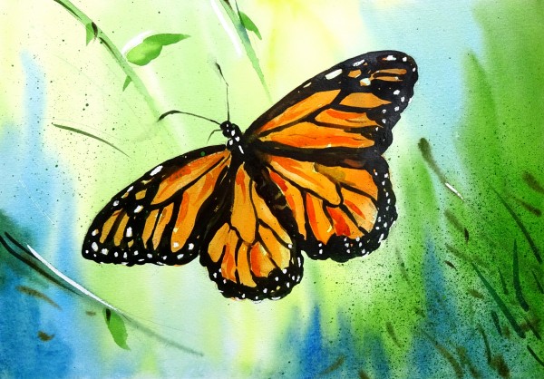 Butterfly 5 by Sumit Datta